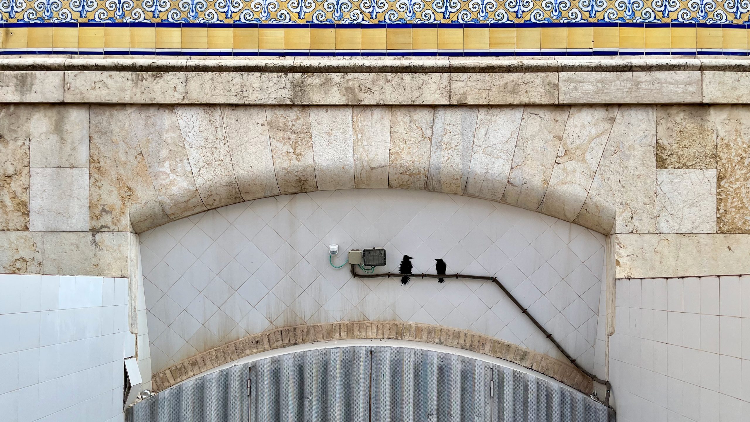 Mehr über den Artikel erfahren Birds