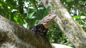 Leguan aka Iguana   