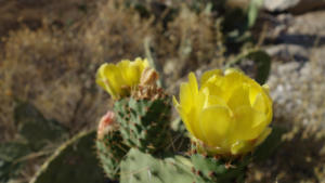 Kaktusblüte am Wegrand 