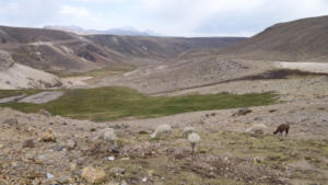 Alpacas auf 4800m    