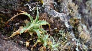 Vegetation unterwegs