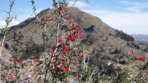 Blumen vor Bergen