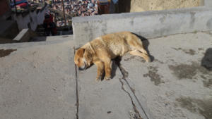 Schlafender Hund in El Alto