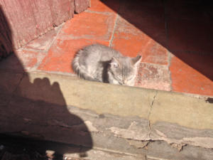 El gato duerme