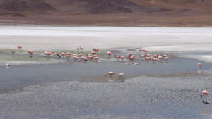 Noch mehr Flamingos