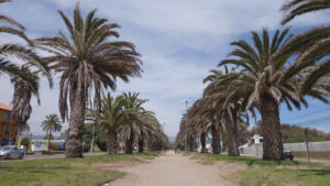 Palmenallee