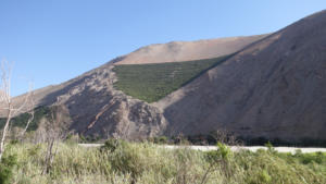 Weinanbau im Elqui Tal - 2