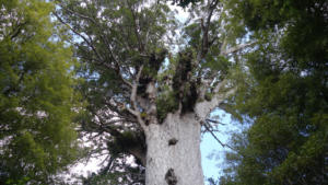 Ältester Kauri Baum  