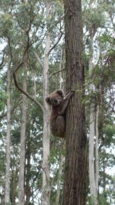 Koala im Baum auf'm Zeltplatz :)