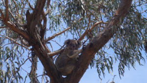 Koala - 1