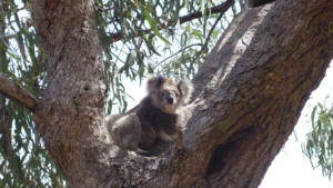 Koala - 2