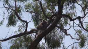 Koala - 3