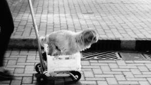 Dog trolley