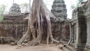 Ta Prohm - 10 