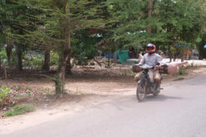 Schwein auf Moped