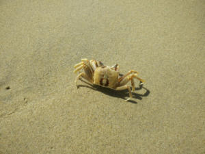 Mr. Crabs